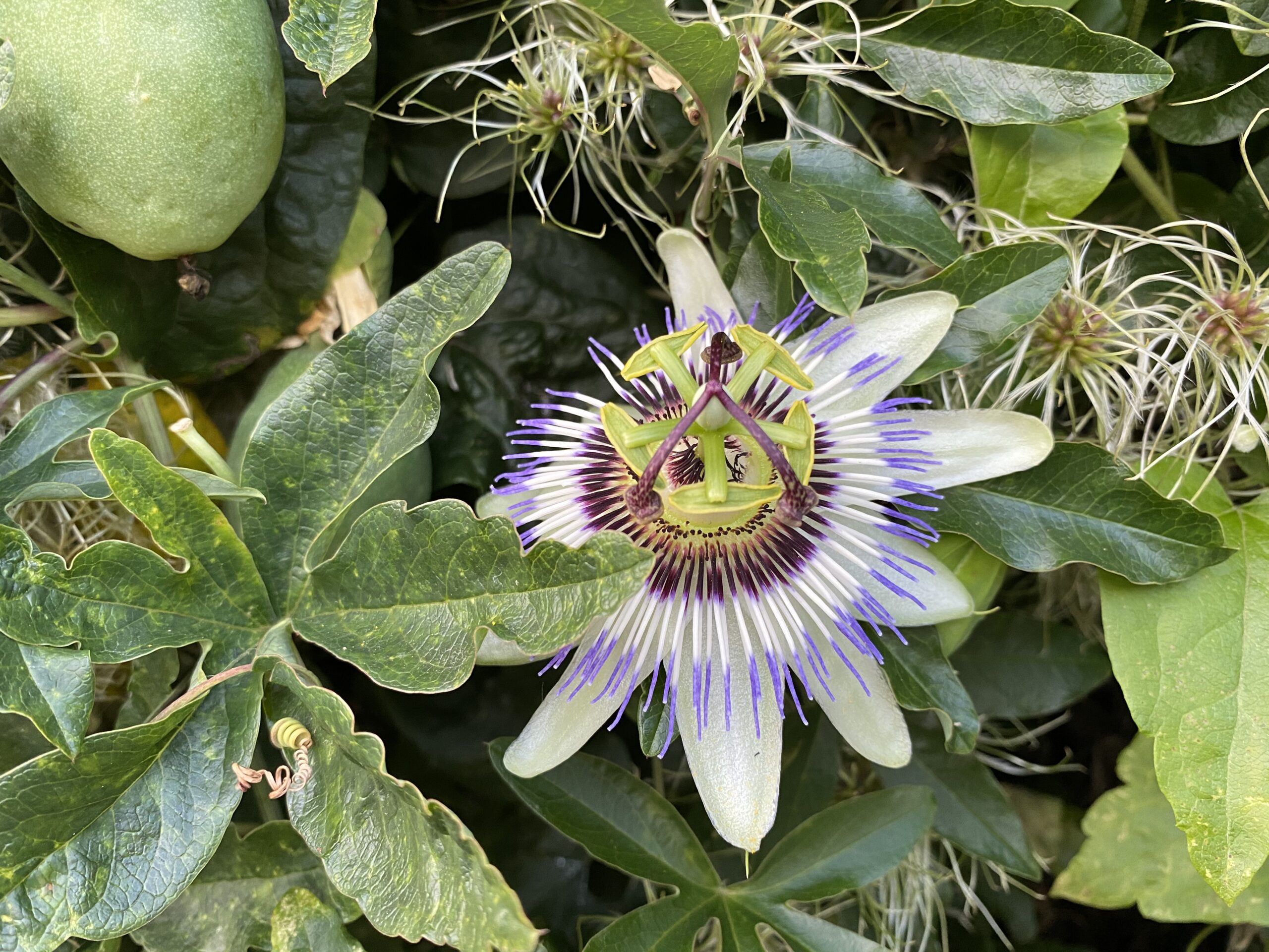 Passionflower, Camden Town, London, England