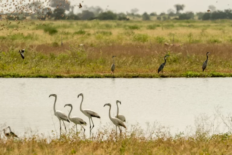 Safari jeep exploring African savanna with wildlife in view – B. Adventuras