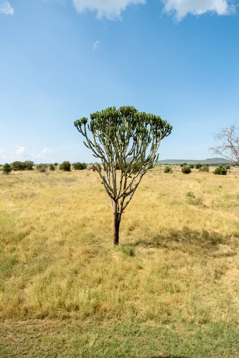 Candelabra Tree (Euphorbia ingens) growing in the African landscape