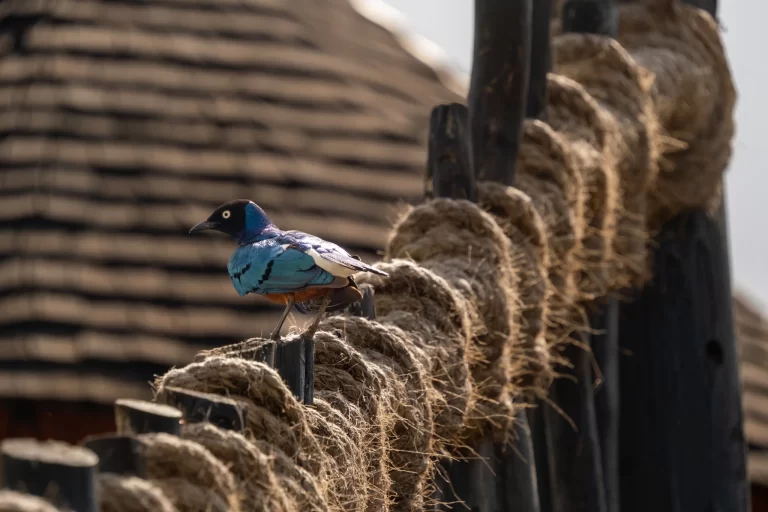 Superb Starling (Lamprotornis superbus) perched in its African habitat