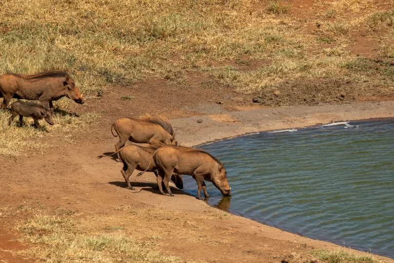Warthog drinking water in the African wilderness