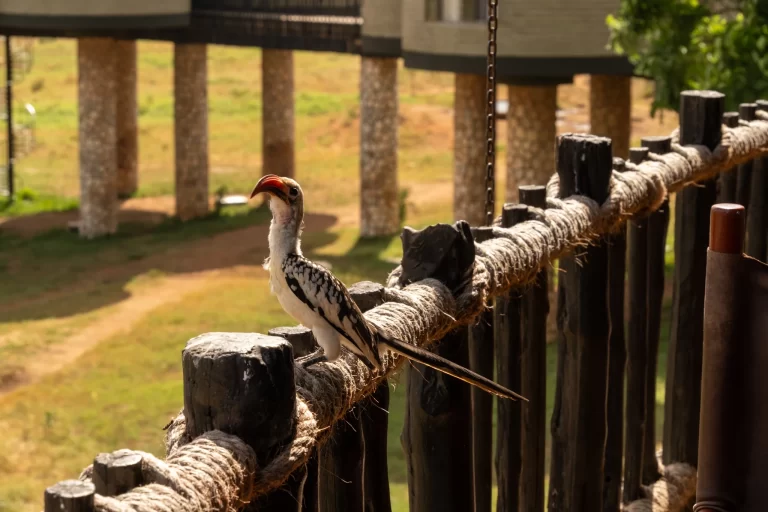 Red-billed Hornbill perched in the African wilderness