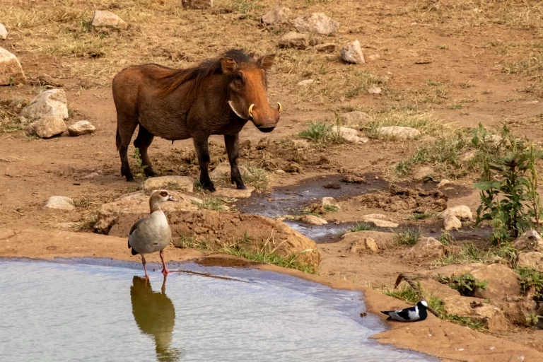 Common warthog and Egyptian Goose together in the African wilderness