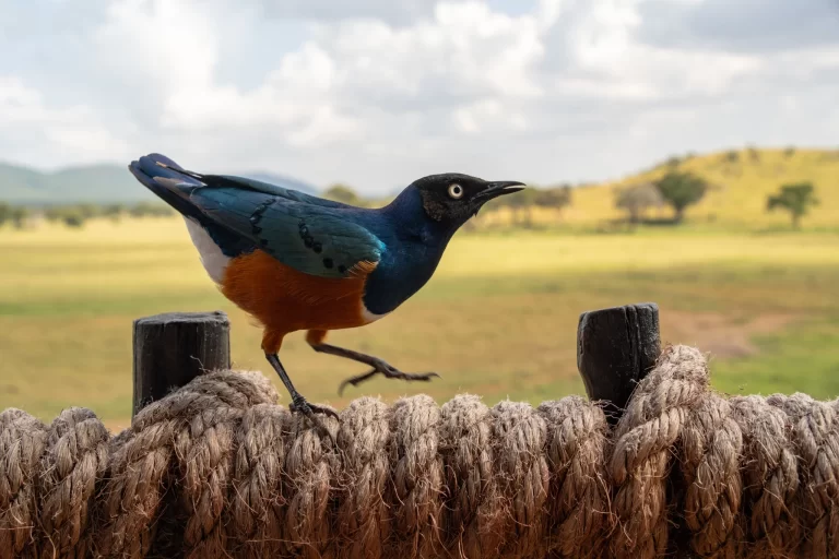 Superb Starling (Lamprotornis superbus) perched in East Africa