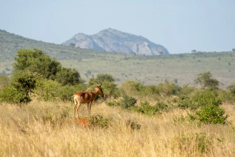 African safari wildlife landscape with elephants