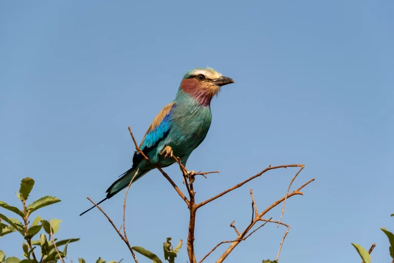 Lilac-breasted Roller (Coracias caudatus) perched on a branch in Africa