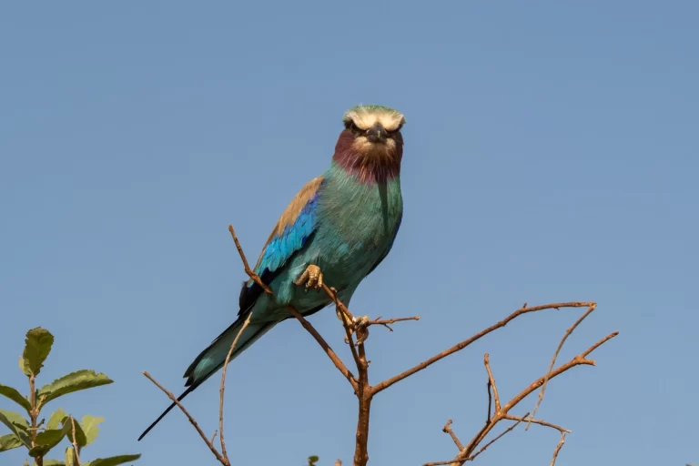 Lilac-breasted Roller (Coracias caudatus) perched on a branch in Africa