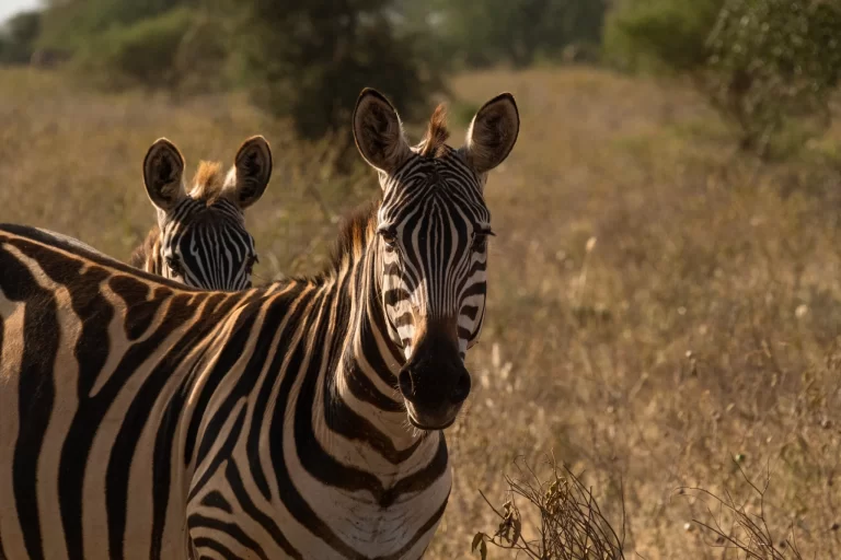 Zebra standing in the African savanna grasslands