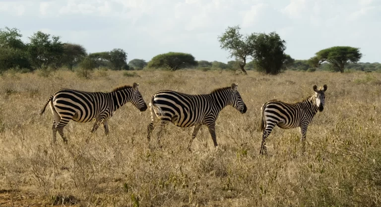 Three zebras standing together in the African savanna