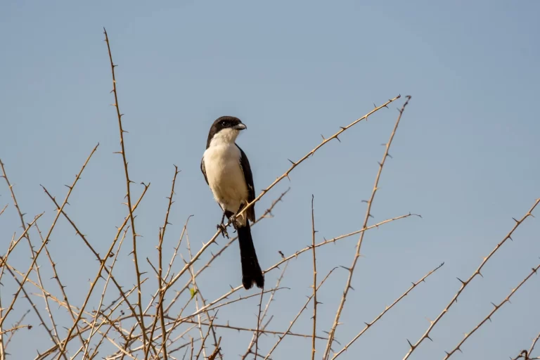 Northern Fiscal (Lanius humeralis) perched on a thorny branch in Africa