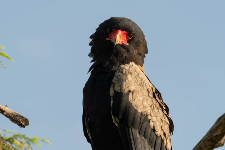 Bateleur eagle (Terathopius ecaudatus) perched in the African wilderness