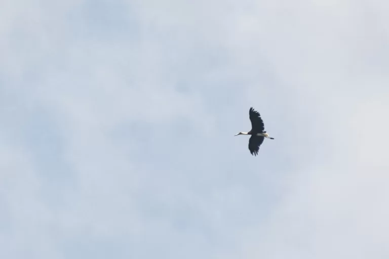 Bald eagle perched in Africa with wings and sharp gaze