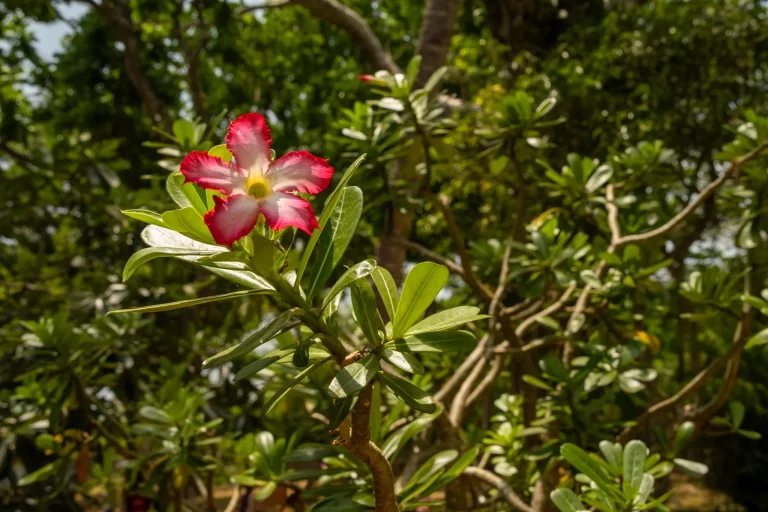 Adenium obesum desert rose flowering in Africa