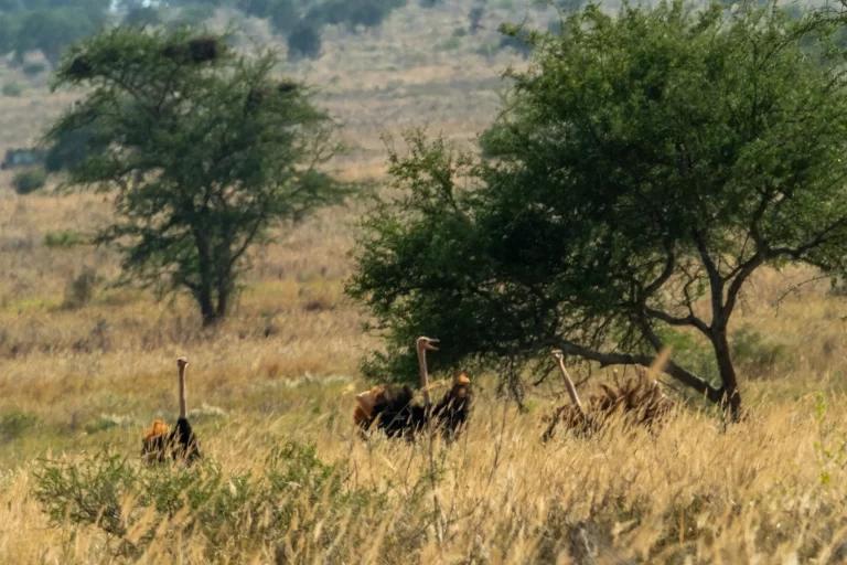 Ostrich standing in the African savanna, the largest living bird species