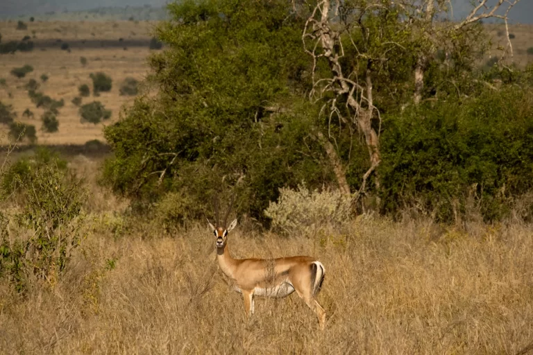 Gazelle in the African savanna during a B. Adventuras safari