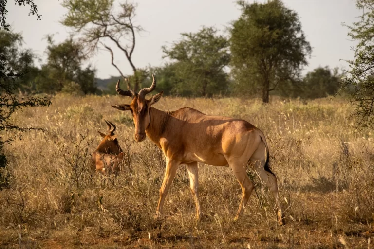 Kongoni hartebeest in the African savanna on a B. Adventuras safari