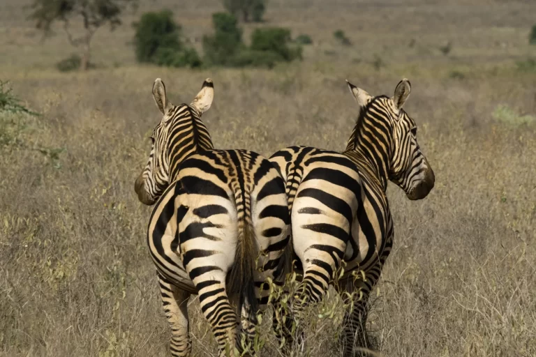 Zebra grazing on the African grasslands – B. Adventuras