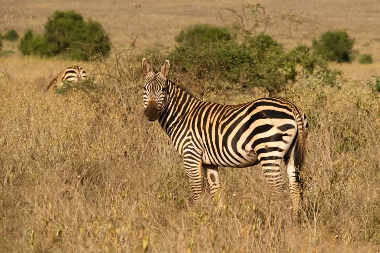 Zebra grazing in the African wilderness on a B. Adventuras safari