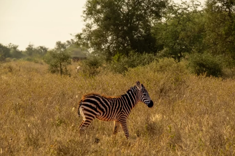 Zebra in the African savanna during a B. Adventuras safari tour