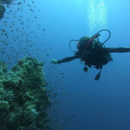 Scuba diver exploring vibrant coral reefs in the Red Sea, Egypt