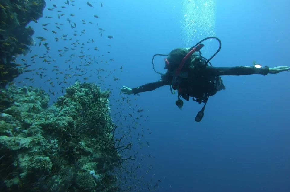 Scuba diver exploring vibrant coral reefs in the Red Sea, Egypt