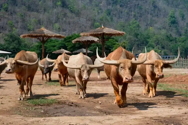 Historic temple in Chiang Mai, Thailand surrounded by lush greenery and traditional architecture