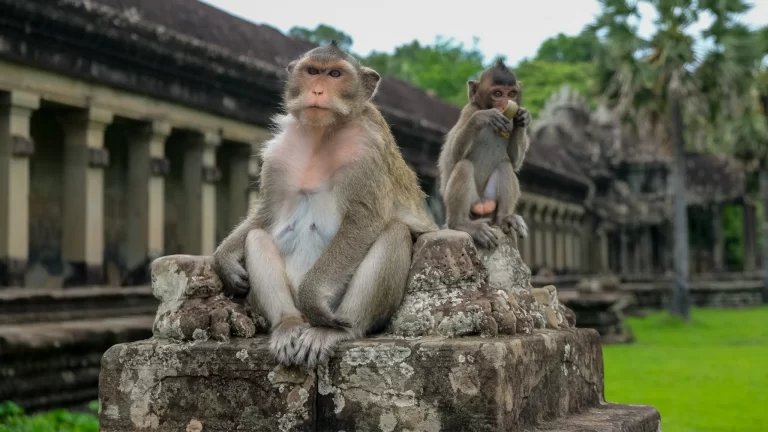 Siem Reap Cambodia temple surrounded by jungle trees