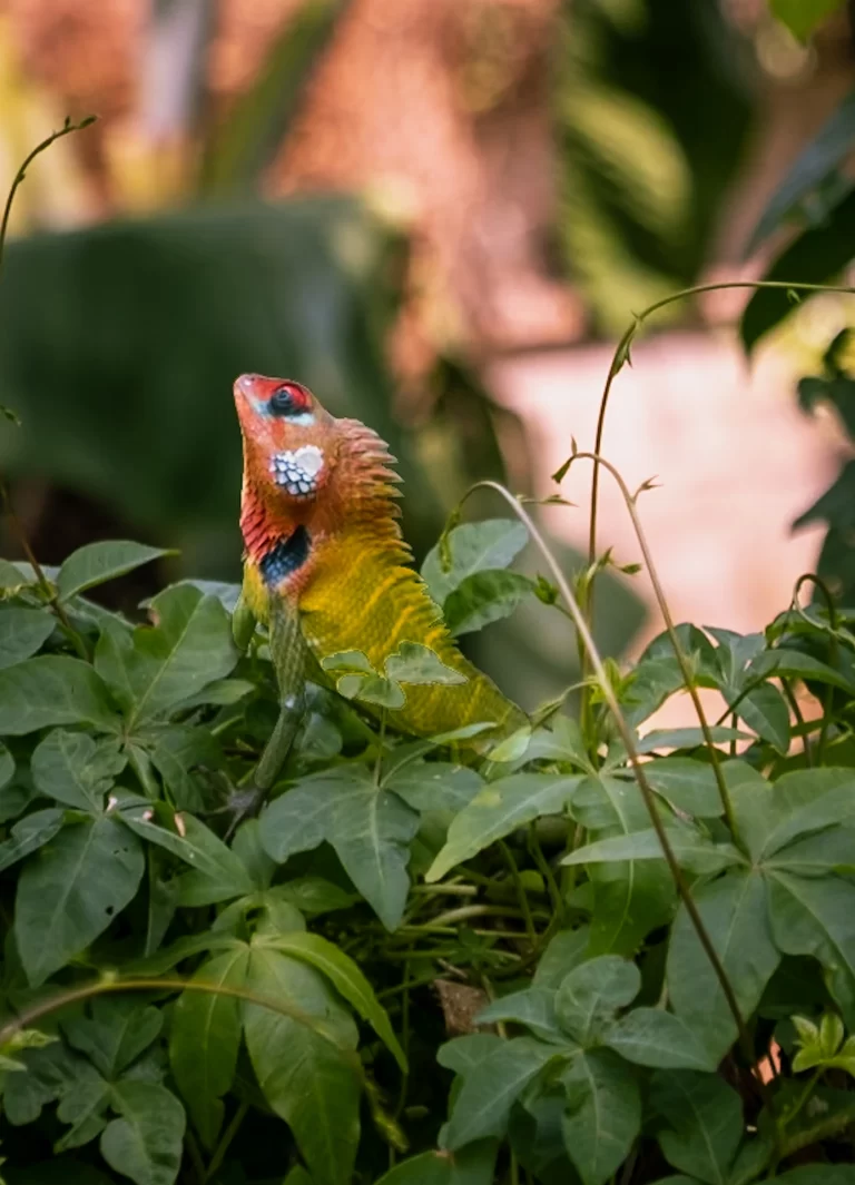Sri Lanka tropical landscape with palm trees and coastline